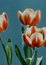 Jak žije květ tulipánu